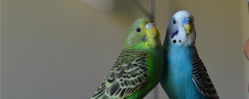 How to keep the tiger parrot warm in winter