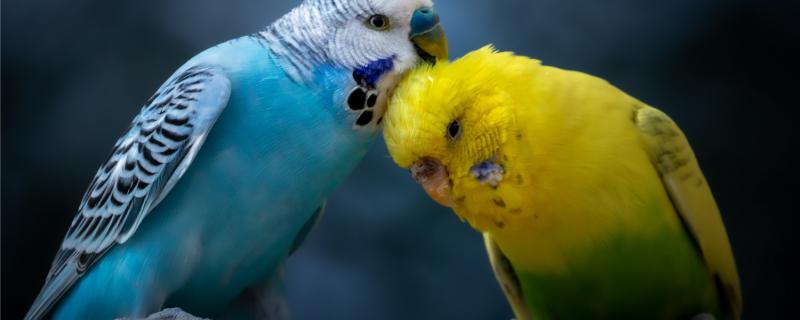 Can the tiger parrot still hold the nest in October?