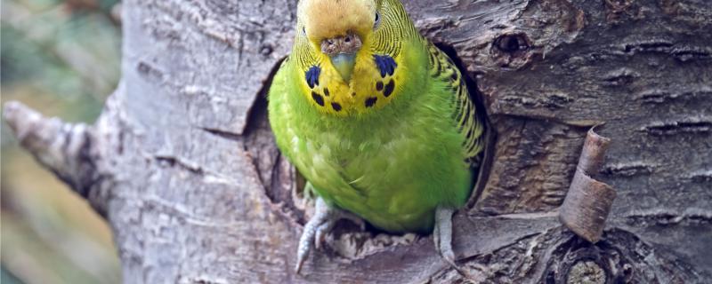 When will the tiger parrot change the hair?