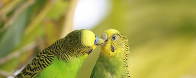 Tiger parrot food taboo