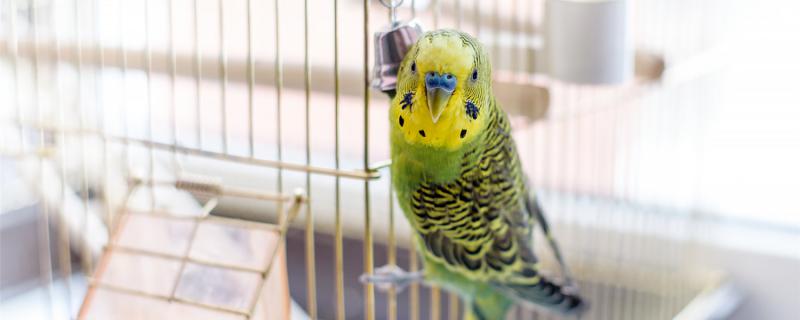 How to deal with tiger parrot death