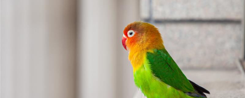 Does the peony parrot need to eat sand?