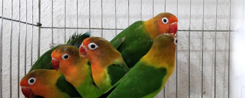 Do peony parrots need cuttlefish bone?