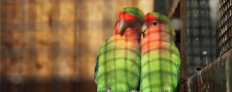 Do the peony parrot know that he returns to the cage?