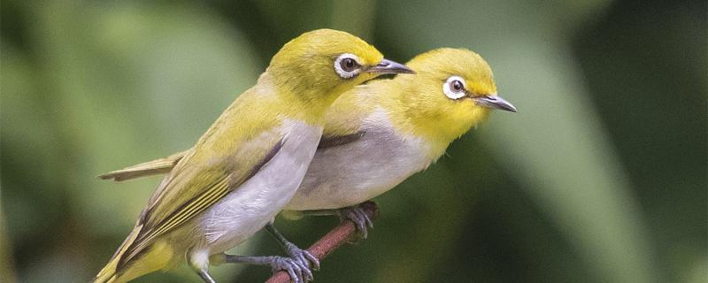 How to raise eyebirds in winter