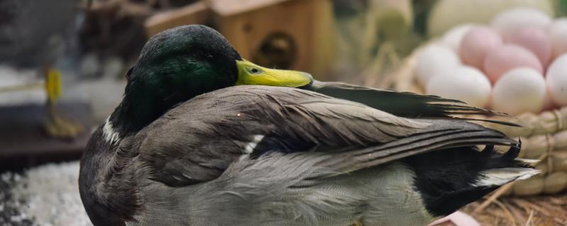 Are pet ducks afraid of cold?