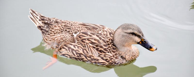 How long does pet duck life expectant