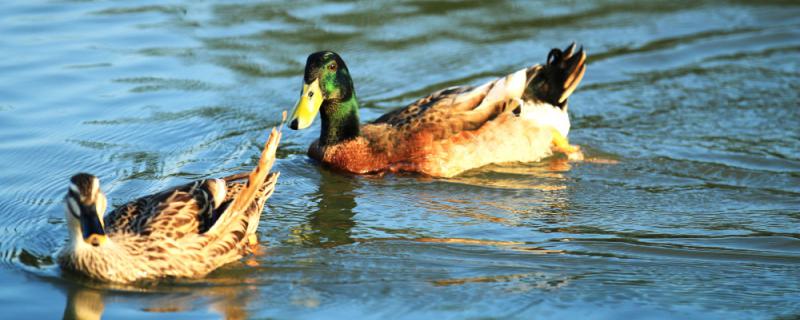 Can ducks eat raw rice?