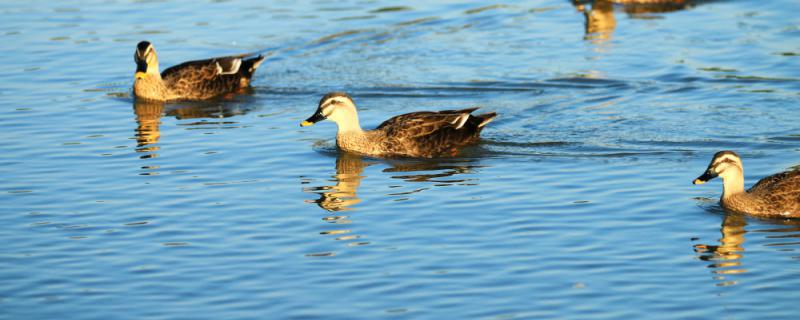 Is the duck cold -blooded animal?