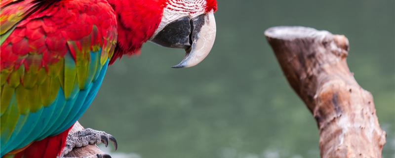 Adult parrot feed several times a day