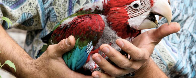Does raising a parrot affect human health?