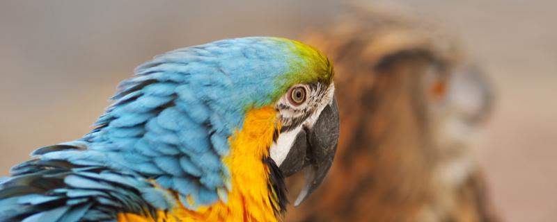 Will the parrot froze to death?
