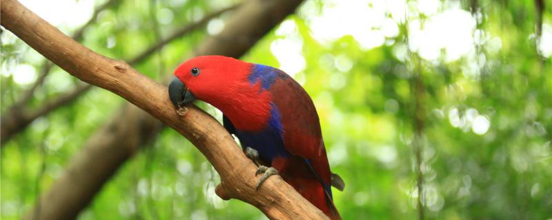 Parrots breed in a year
