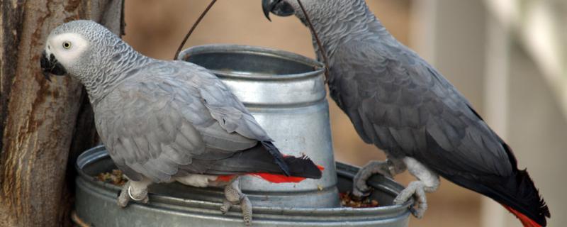 Is the parrot standing normally with one foot?