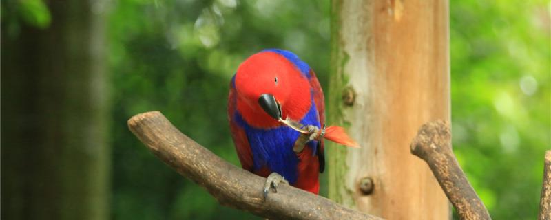 What to do if the parrot has always been afraid of people