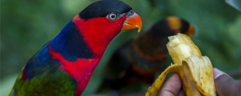 What is the reason why the parrot uses his mouth?