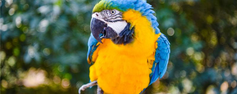 What about your parrot breathing with your mouth
