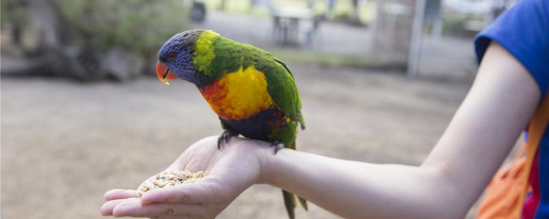 What are the varieties of medium -sized parrots?