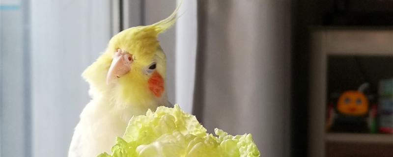 Is the Xuanfeng parrot afraid of cold?