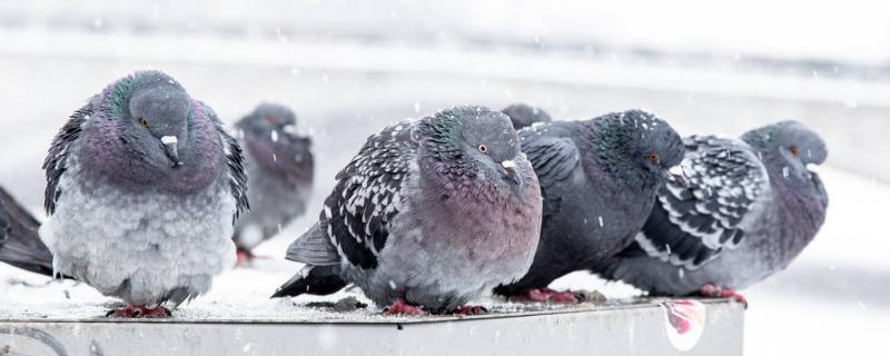 Will the pigeons freeze to death