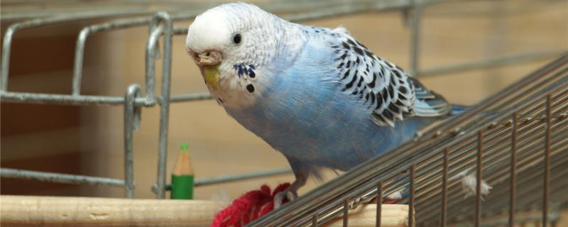 Is the parrot going to vaccine?