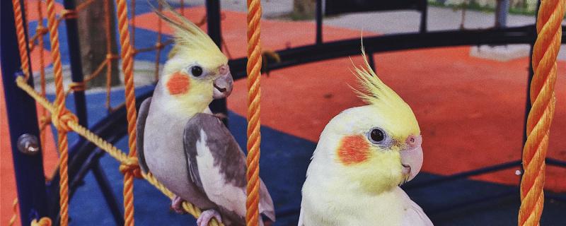 Do you want to drink water for parrots