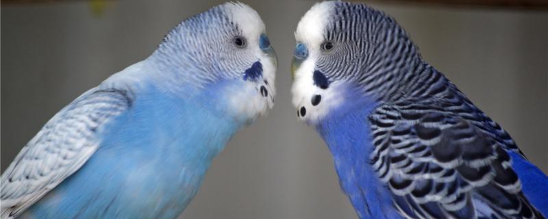 Do you want to take a bath for parrots