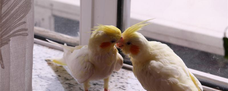 Is the parrot a pair?