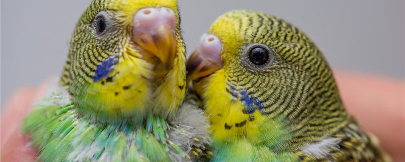 What if the tiger parrot does not take a bath?
