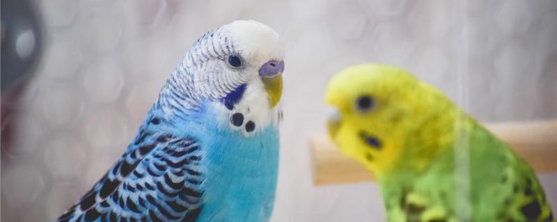 The performance of the tiger parrot wants to take a bath