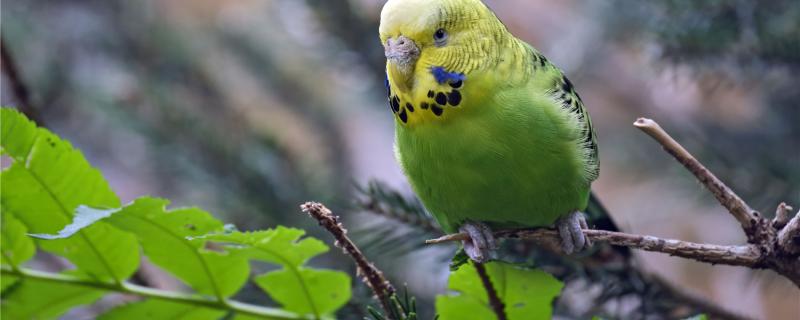 What to think of the age of the tiger parrot
