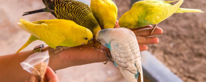 The parrot egg can hatch out for a few days