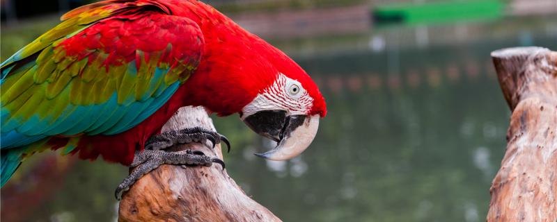 What are the performances of parrot changing feathers