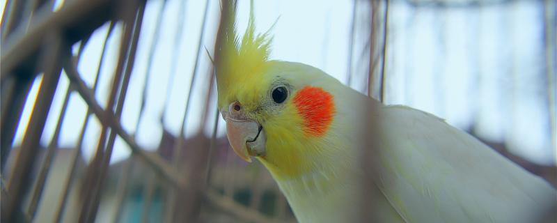 Is the Xuanfeng parrot going to sleep normally?