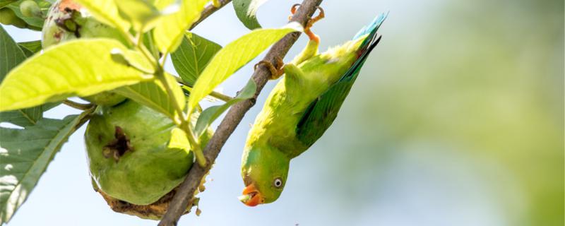 How to let the parrot let it go back