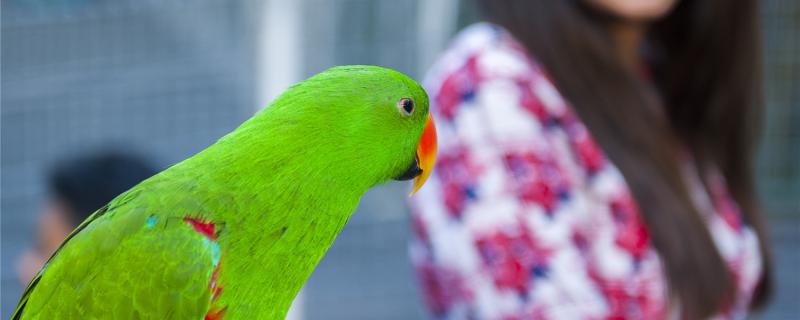 How to train people in the parrot