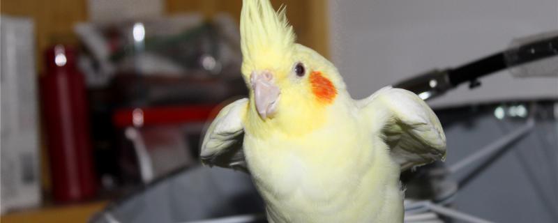 How to grab the parrot correctly