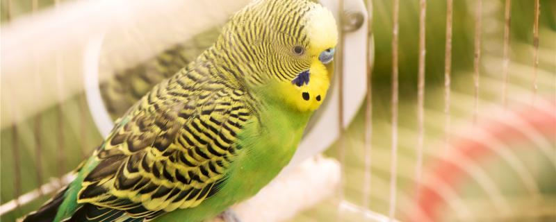 Can the leather parrot release be alive?