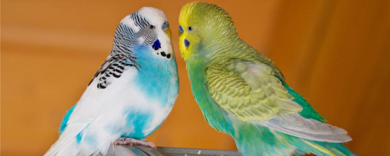 How long is the lifespan of the tiger parrot