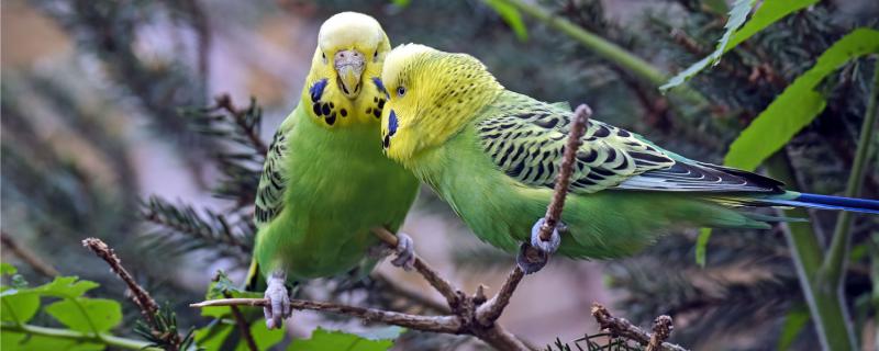 The successful performance of the tiger parrot pairing