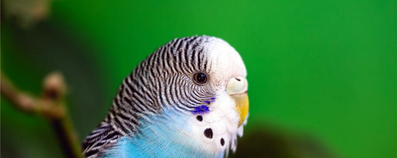How to raise tiger leather parrots