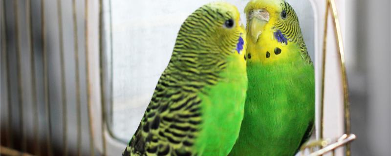 The tiger parrot will be hungry for a few hours