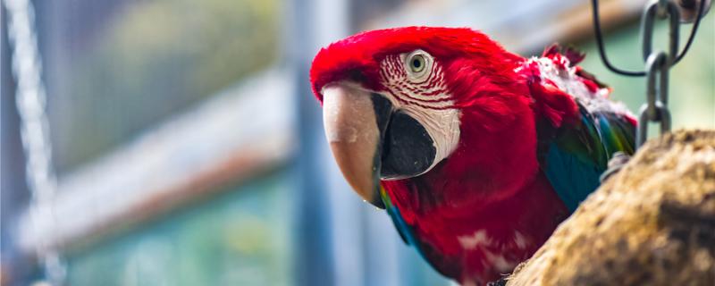 What the parrot hates the owner what to deal with