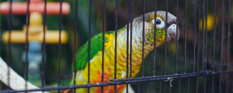 How to make the mouse not bite the parrot