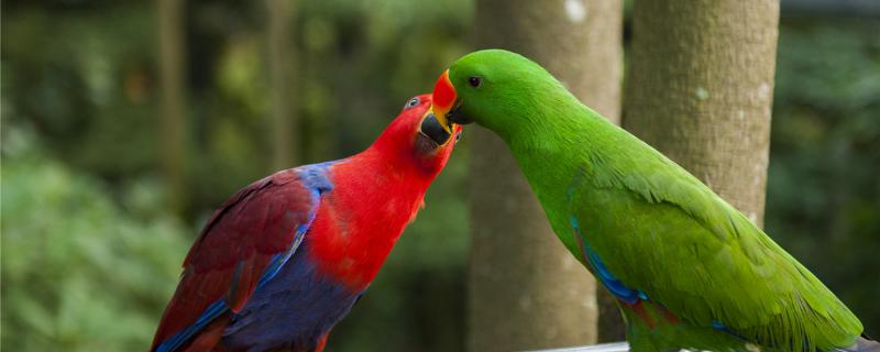 Why do parcels peck similar heads