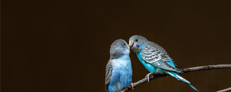 Is the tiger parrot first step on the back or explore the nest first