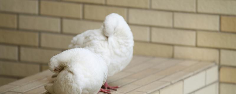 Pigeon breeding cycle