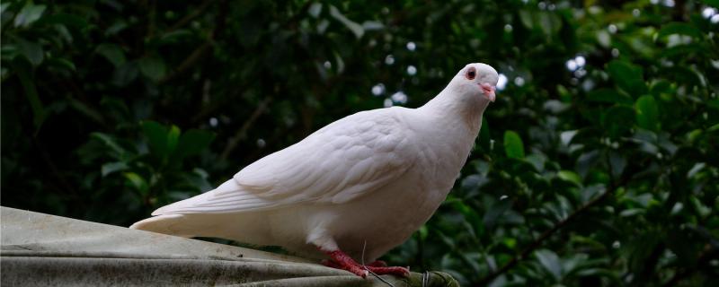 How long will the newly bought pigeon be isolated
