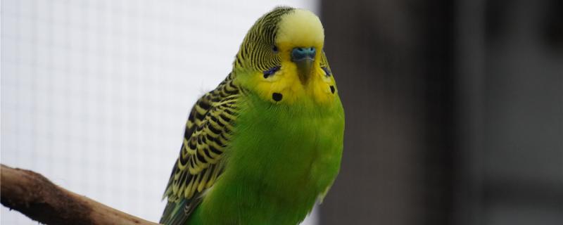 How to cut the Flying Feather in the tiger parrot