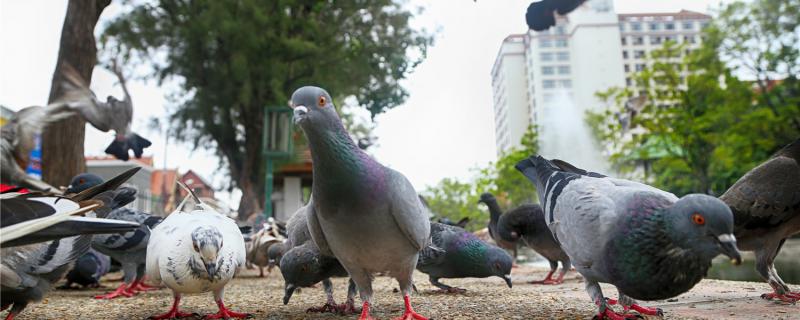 What can pigeons eat fast